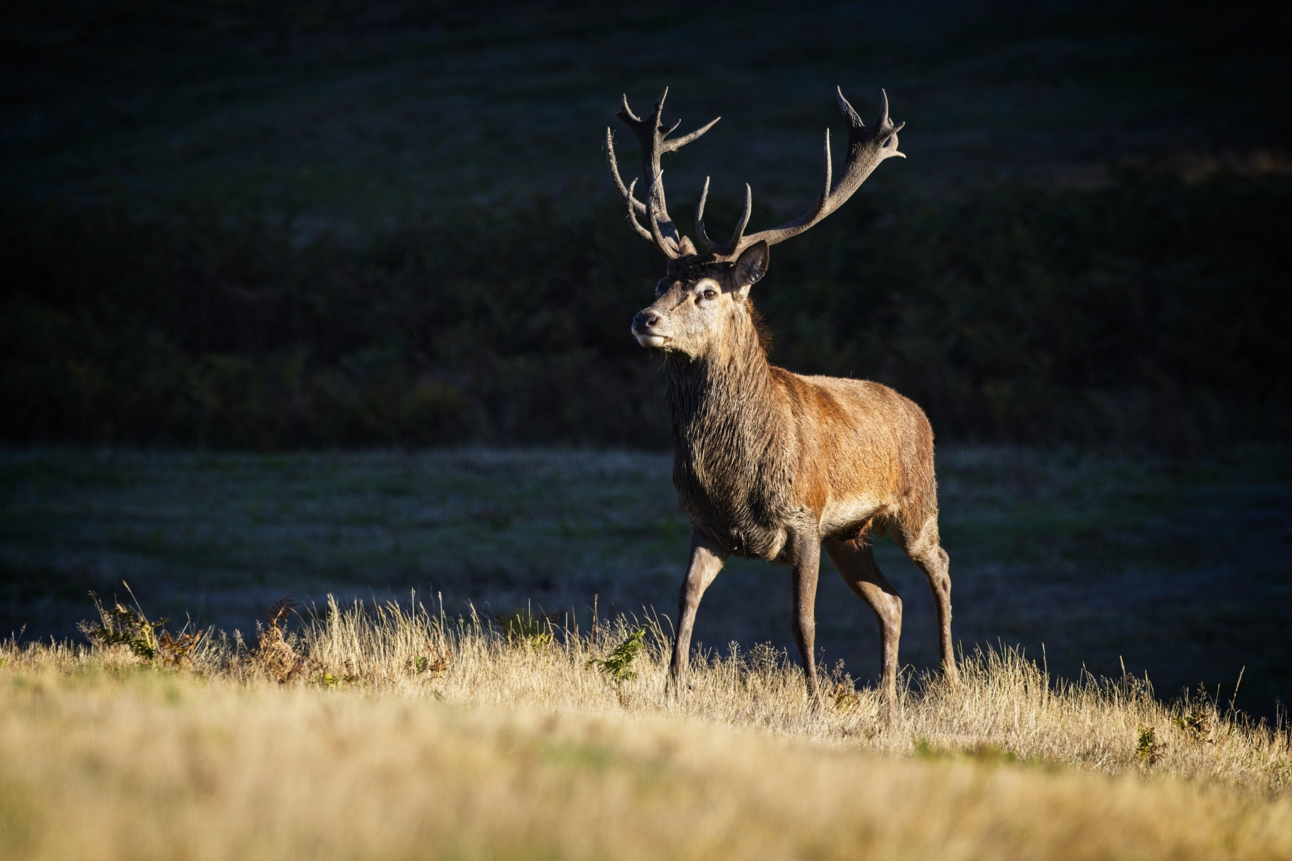 What is the best tasting deer? 