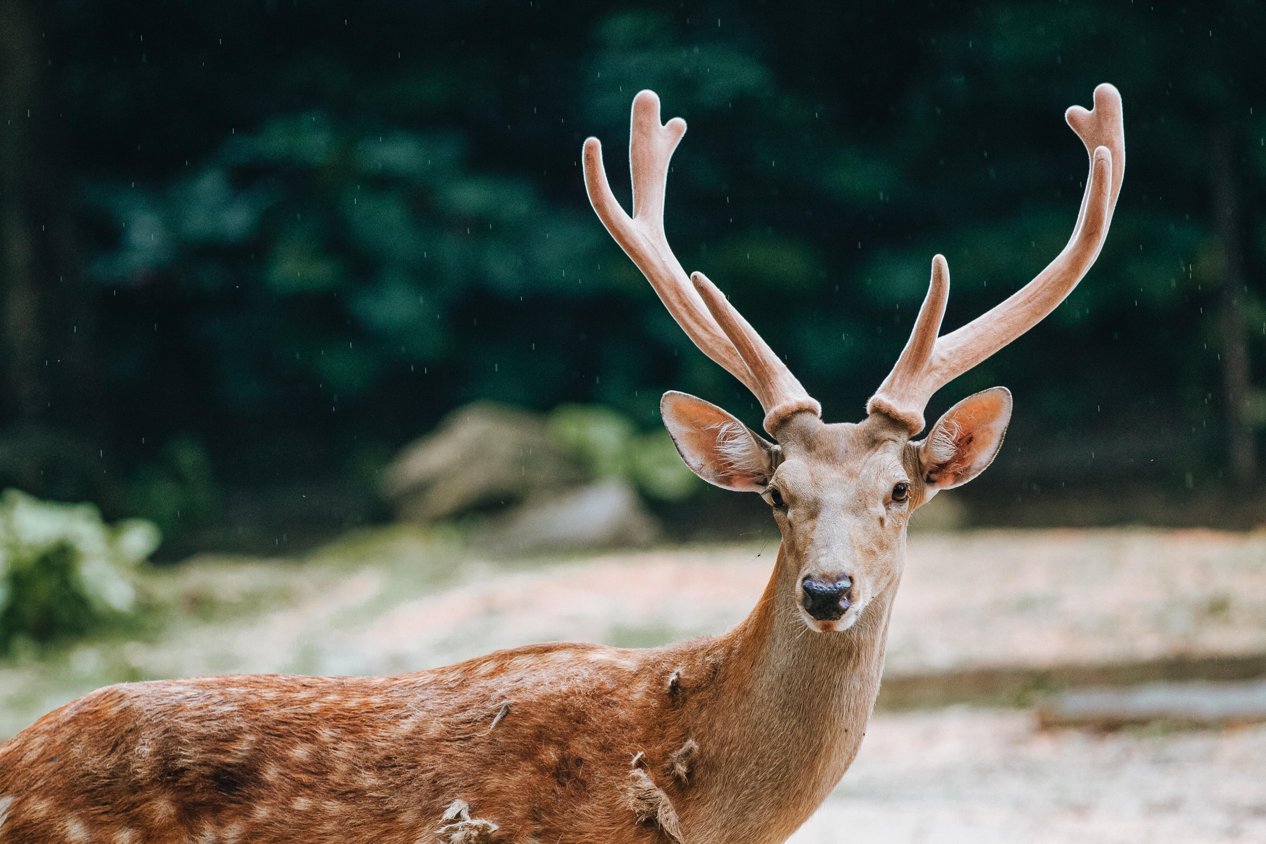 What is the best tasting deer? 