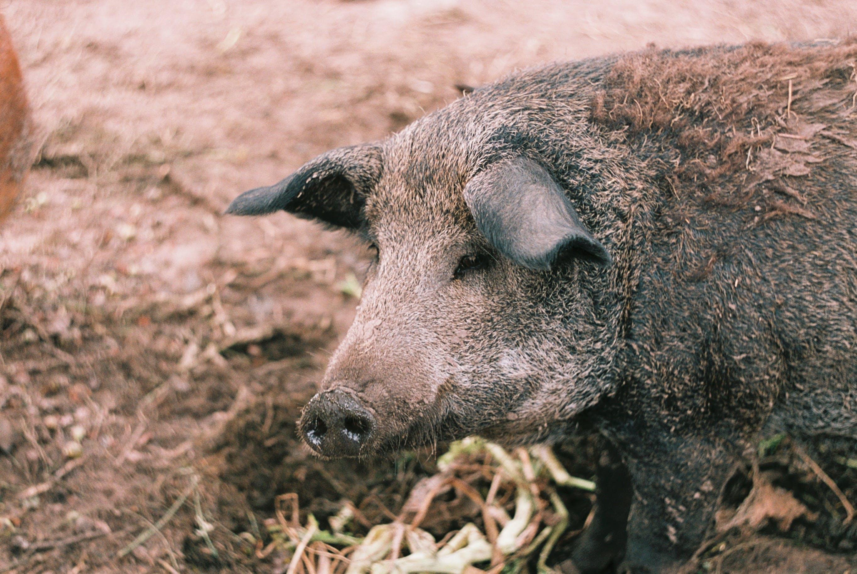 What is the dirtiest animal you can eat 