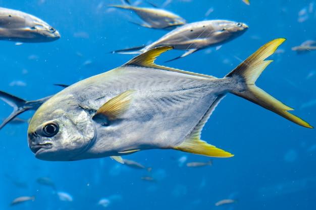 What is the fastest growing fish in the ocean? 