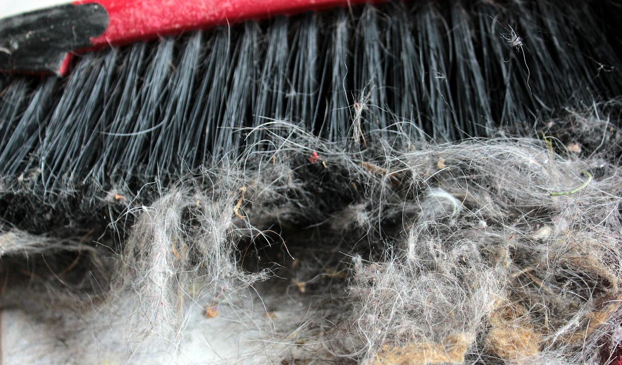 What kind of mold looks like hair 