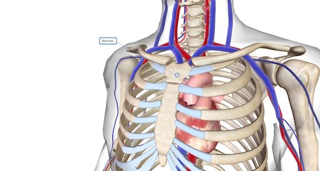 What organ is directly below the sternum 