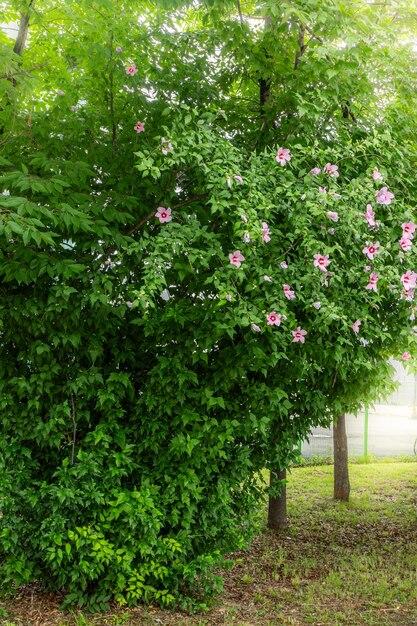 What plants go with rose of Sharon 