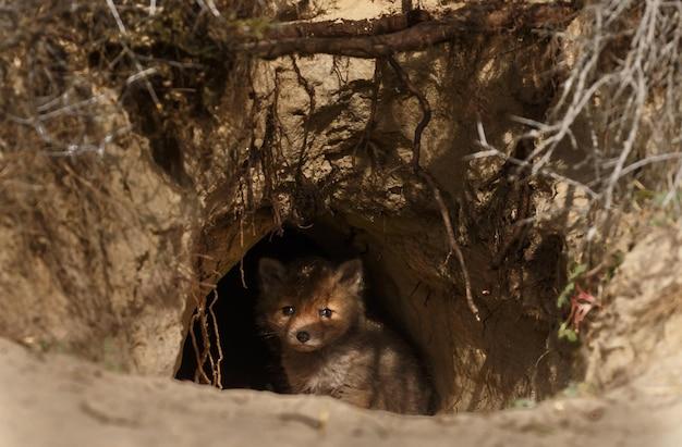 How big is a foxes den? 