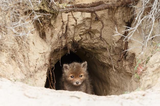 How big is a foxes den? 