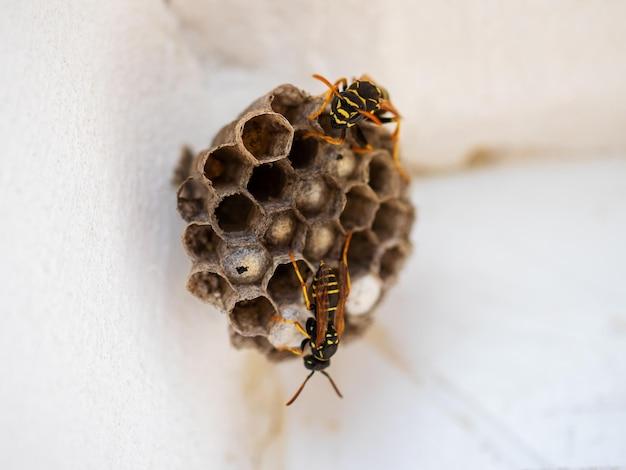 When Should I spray my yellow jacket nest 