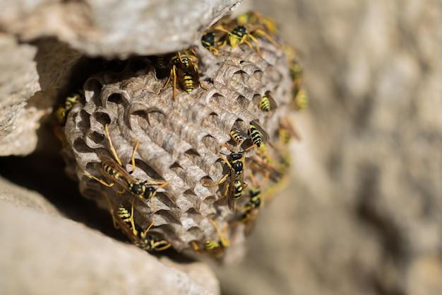 When Should I spray my yellow jacket nest 