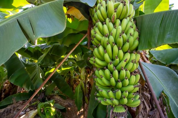 Where are Dole bananas grown 