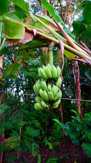 Where are Dole bananas grown 