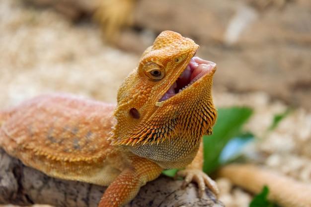 Where did bearded dragons evolve from? 