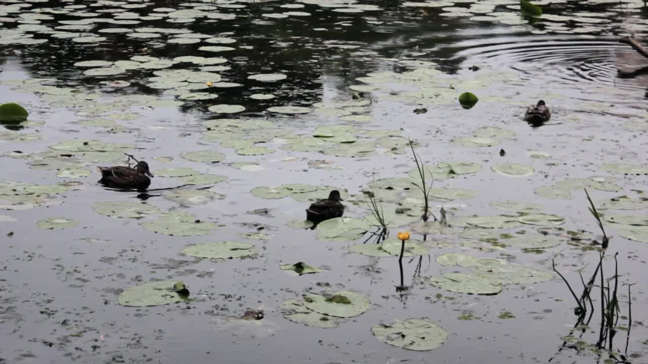 Where do ducks go when raining? 