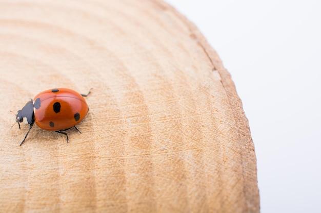 Where do ladybugs lay their eggs in houses? 
