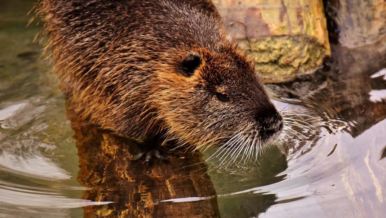 Which animal dies after drinking water? 