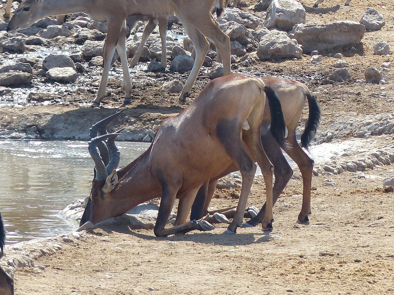 Which animal dies after drinking water? 