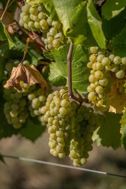 Which is sweeter Pinot Grigio or Sauvignon Blanc or Chardonnay 