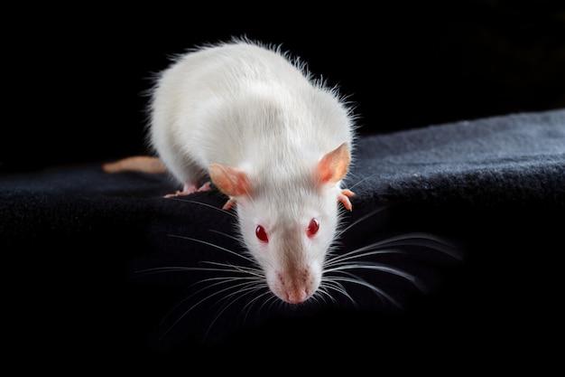 What are white rats with red eyes called 