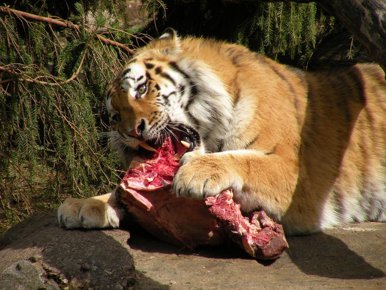 Who eats tiger meat? 