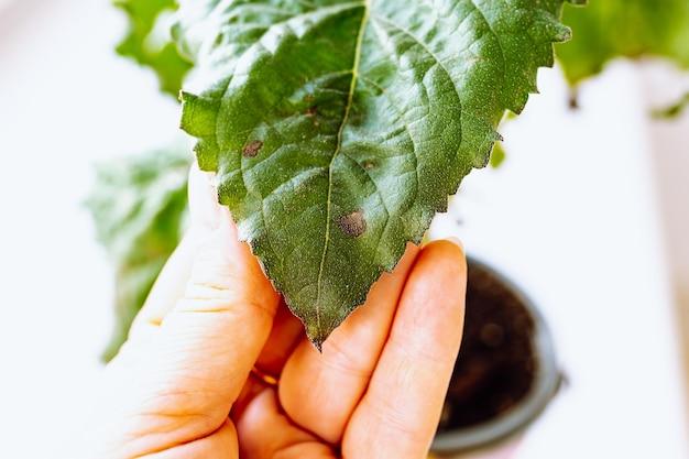 Why are my tomato plant leaves turning brown on the edges? 