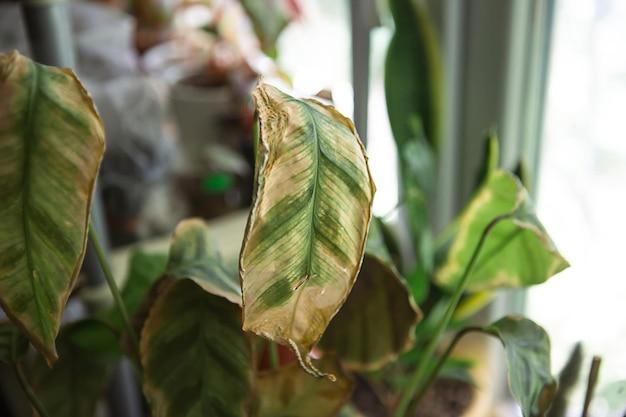 Why are my tomato plant leaves turning brown on the edges? 