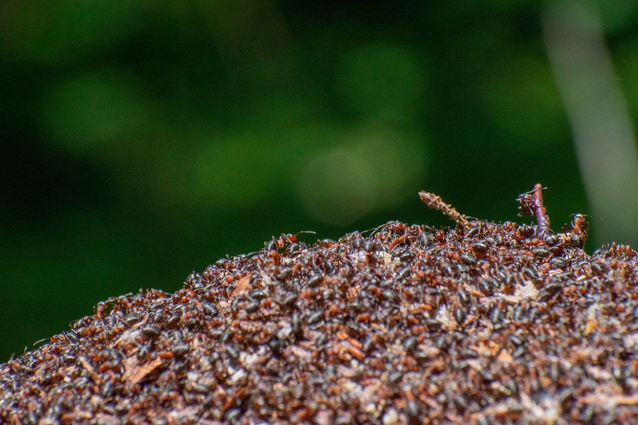 Why are there so many ants this year 2022 