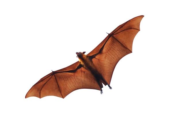 Why Do Bats Fly Over Your Head - GCELT