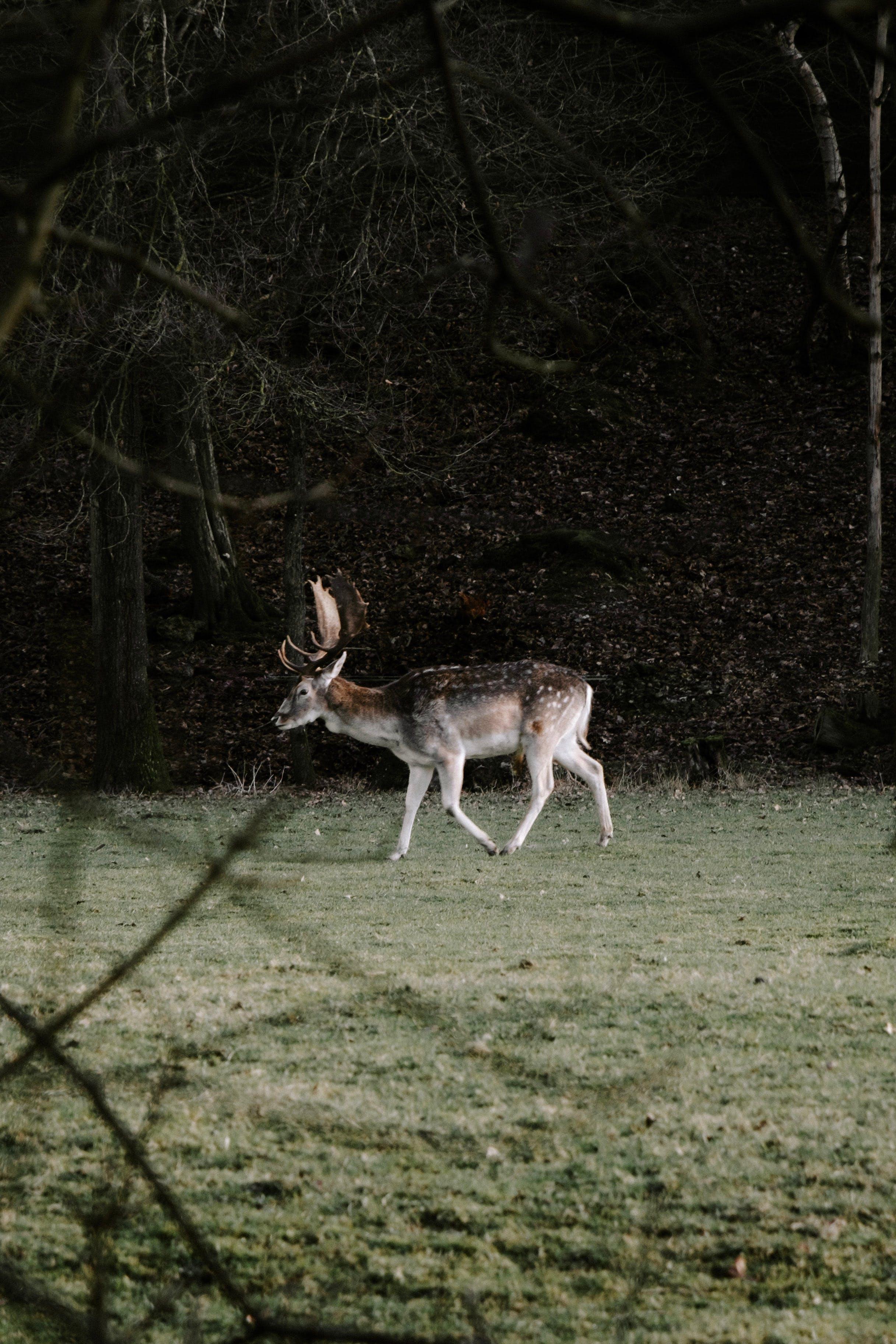 Why do deer scream at night 