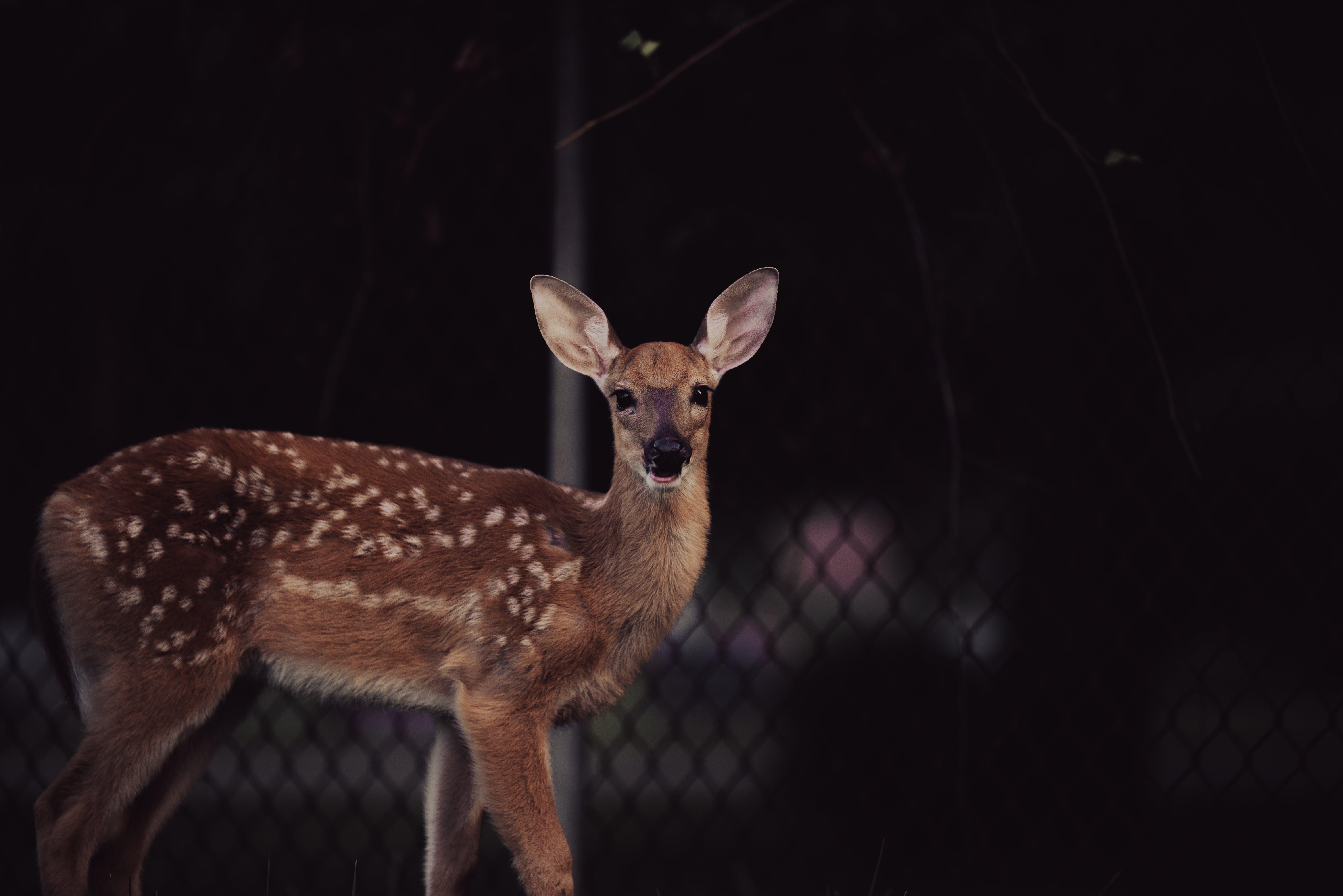 Why do deer scream at night 