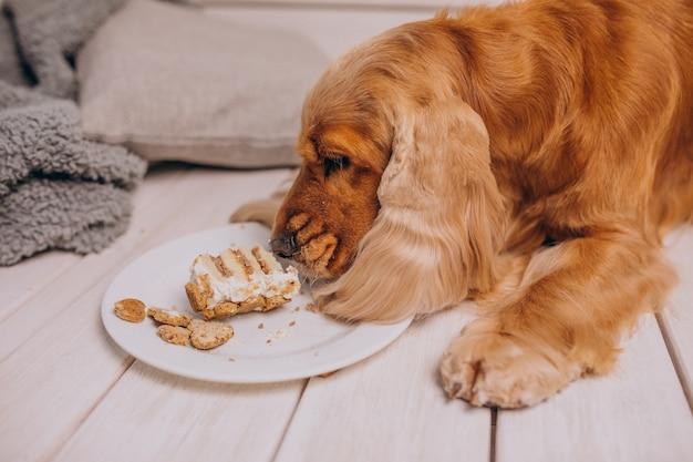 Why do dogs only eat twice a day? 