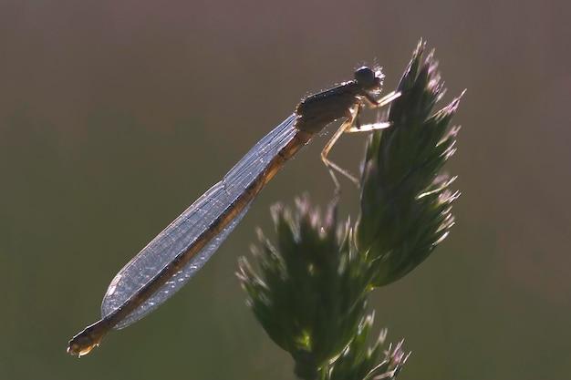 Why do dragonflies dip their tails in water 