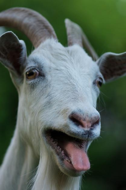 Why do male goats stick their tongue out? 