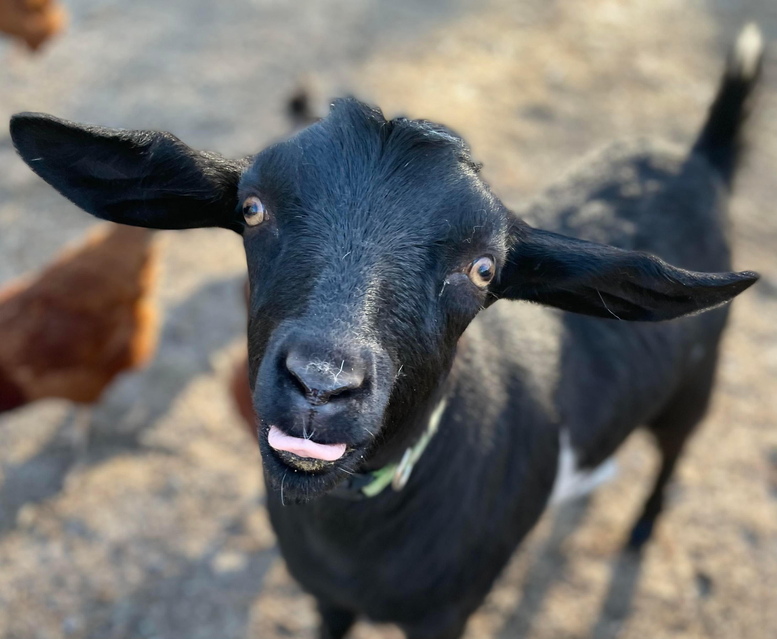 Why do male goats stick their tongue out? 