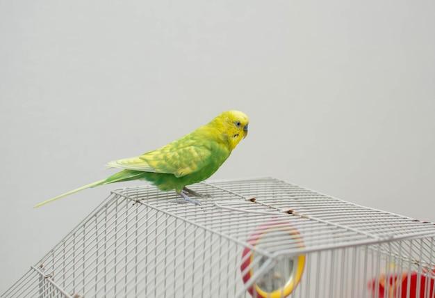 Why is my budgie climbing its cage? 