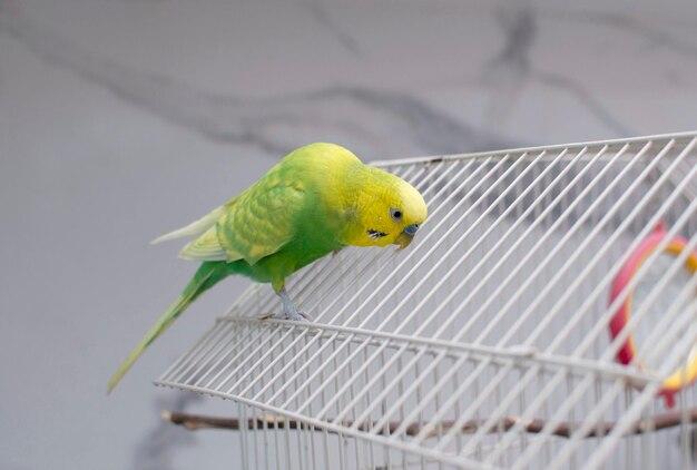 Why is my budgie climbing its cage? 