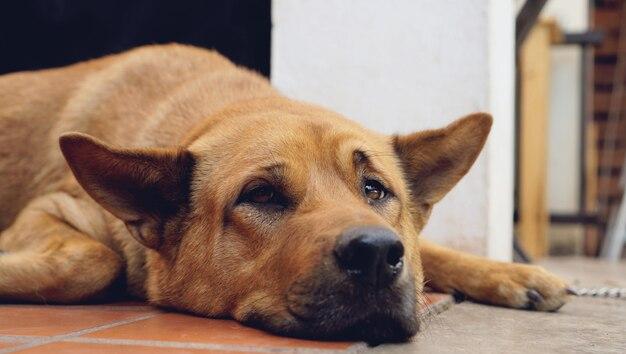 Why does my dog flop down on the floor 