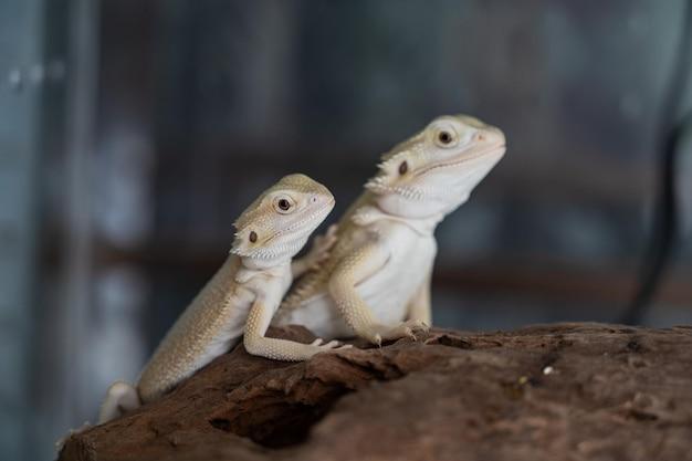 Why is my bearded dragon's tongue white 