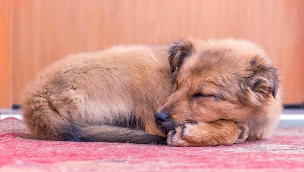 why-is-my-dog-suddenly-sleeping-in-a-different-room-gcelt