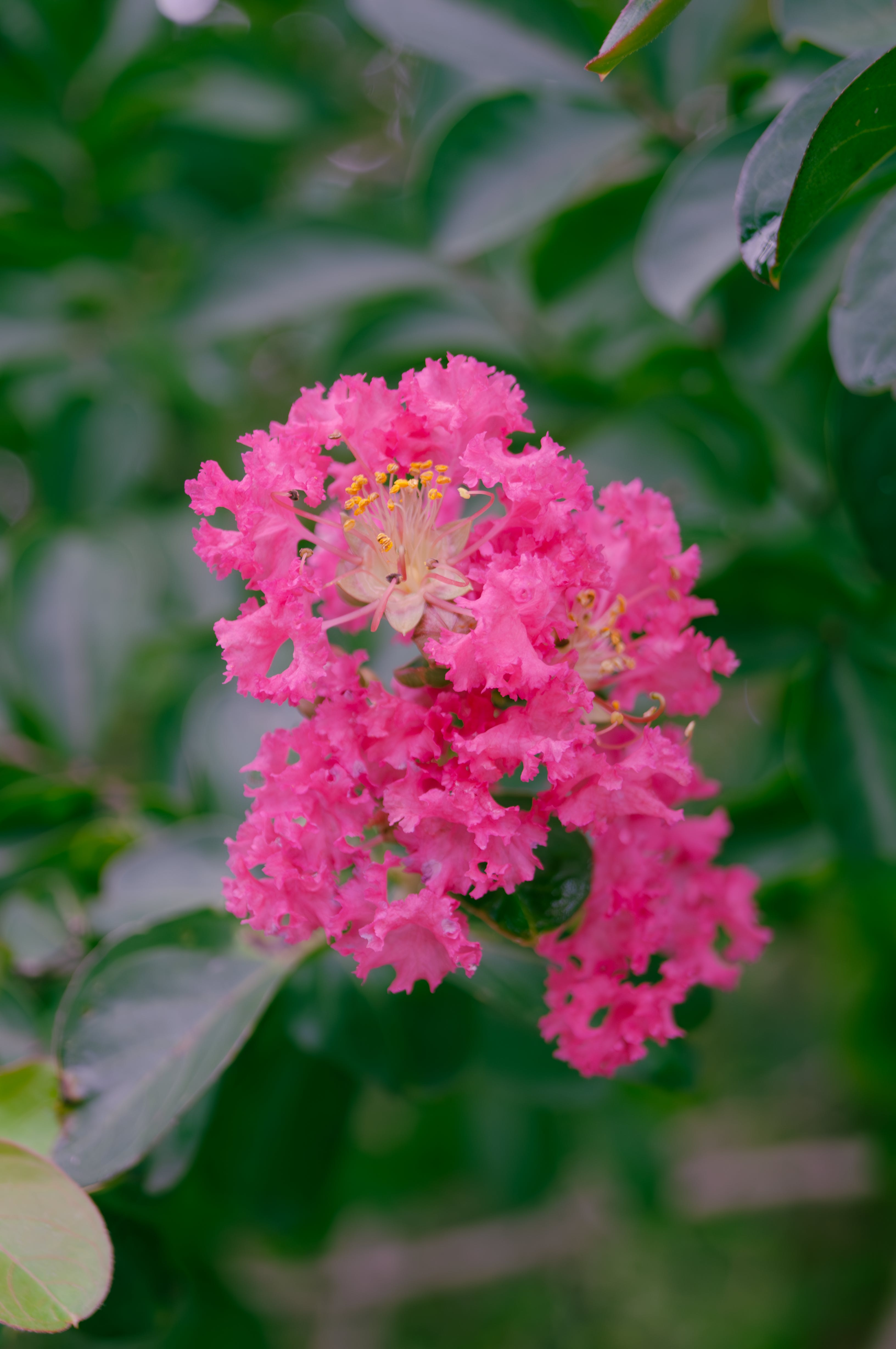 Why is my newly planted crepe myrtle dying 