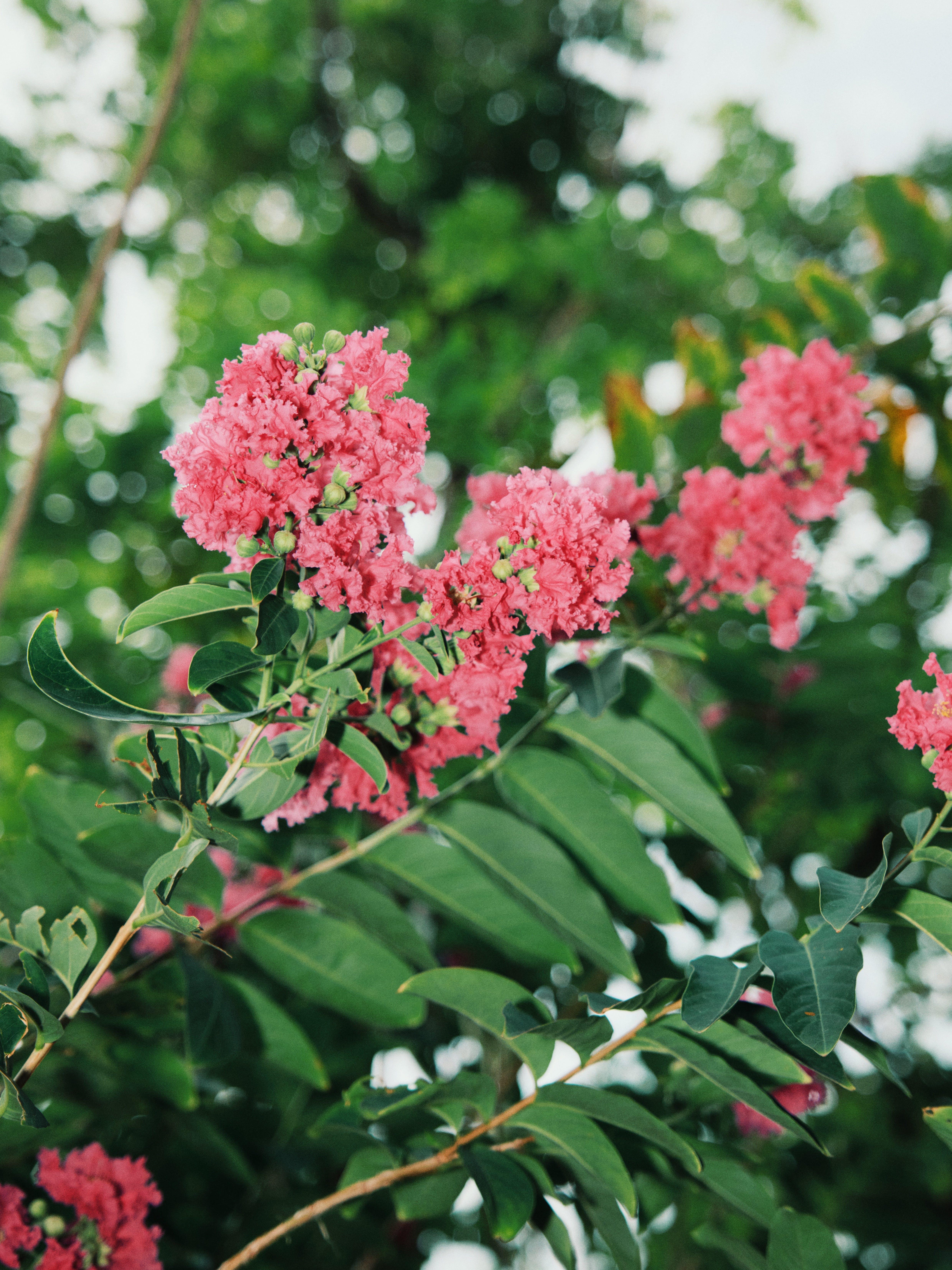 Why is my newly planted crepe myrtle dying 