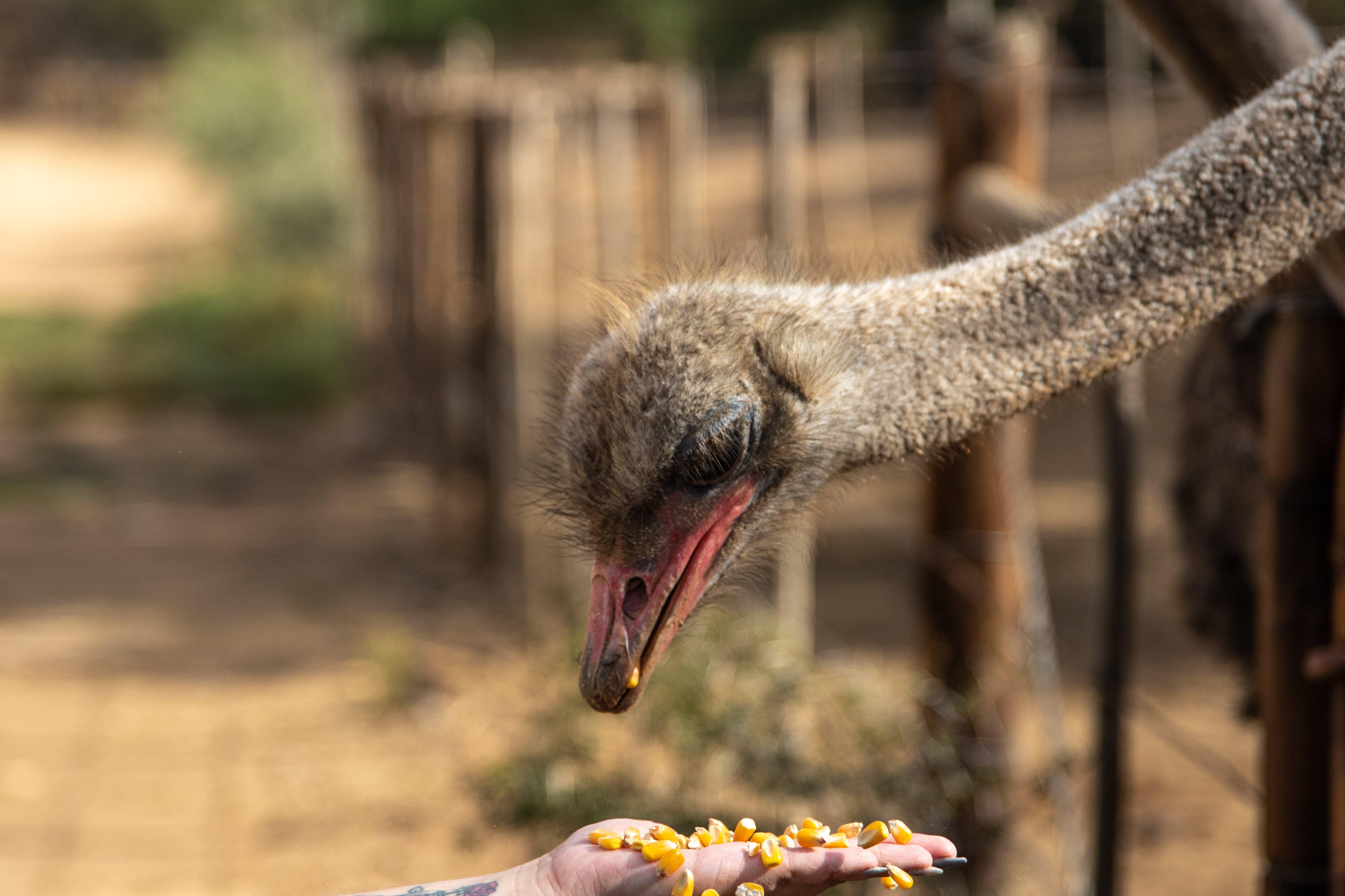 Why is ostrich not kosher 