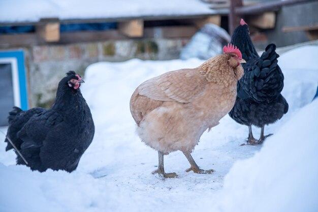 Will chickens eat snow for water? 