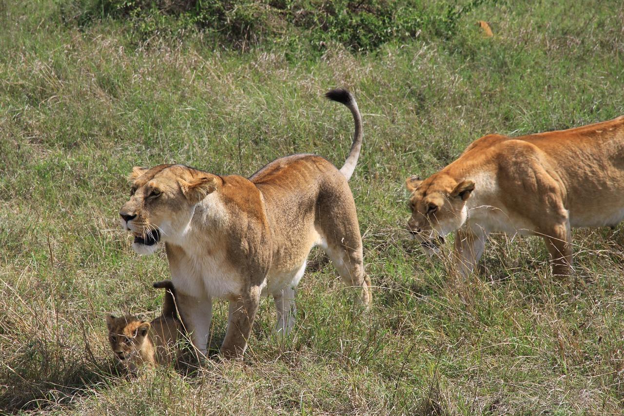 Will lions mate with their siblings 