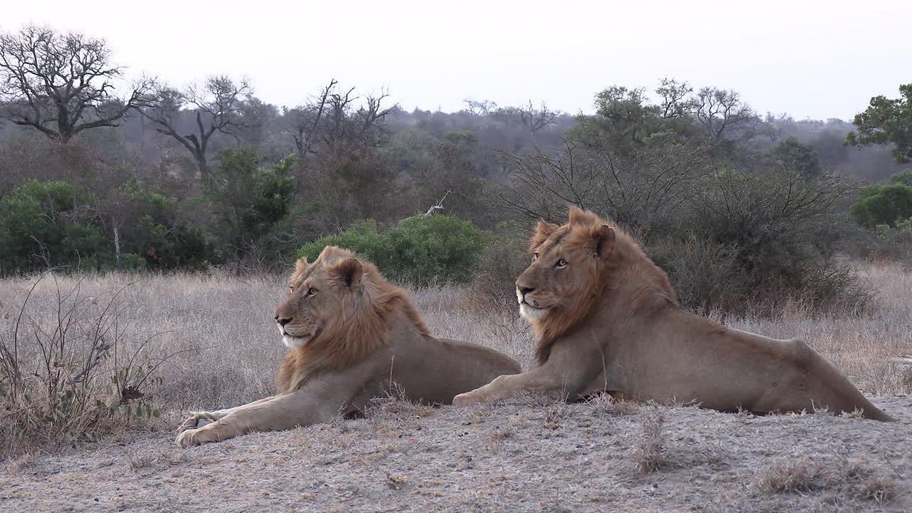 Will lions mate with their siblings 