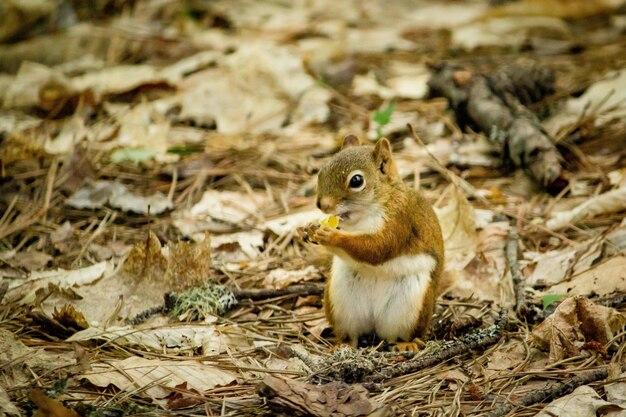 Will squirrels leave attic in summer 