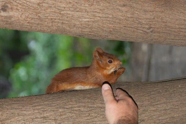 Will squirrels leave attic in summer 