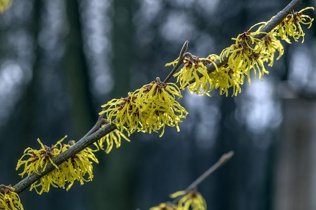 Does witch hazel get rid of cellulite? 