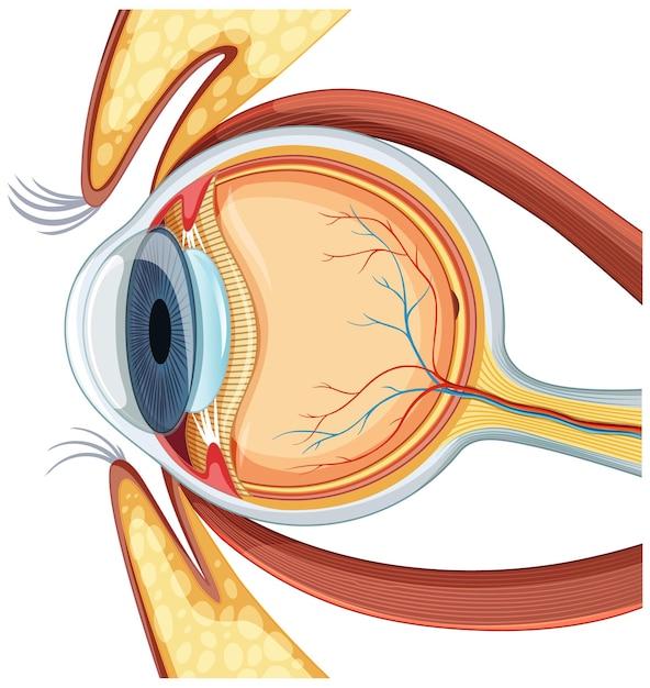 What does 20/25 vision after cataract surgery mean 