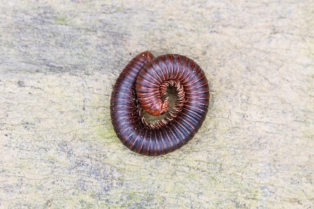 What are black worms that curl up 