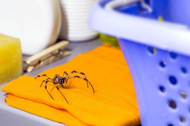 Can a spider bite through clothes 