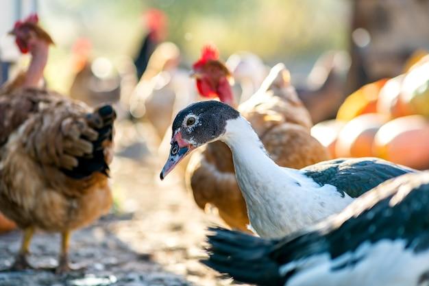 Can ducks eat spiders 