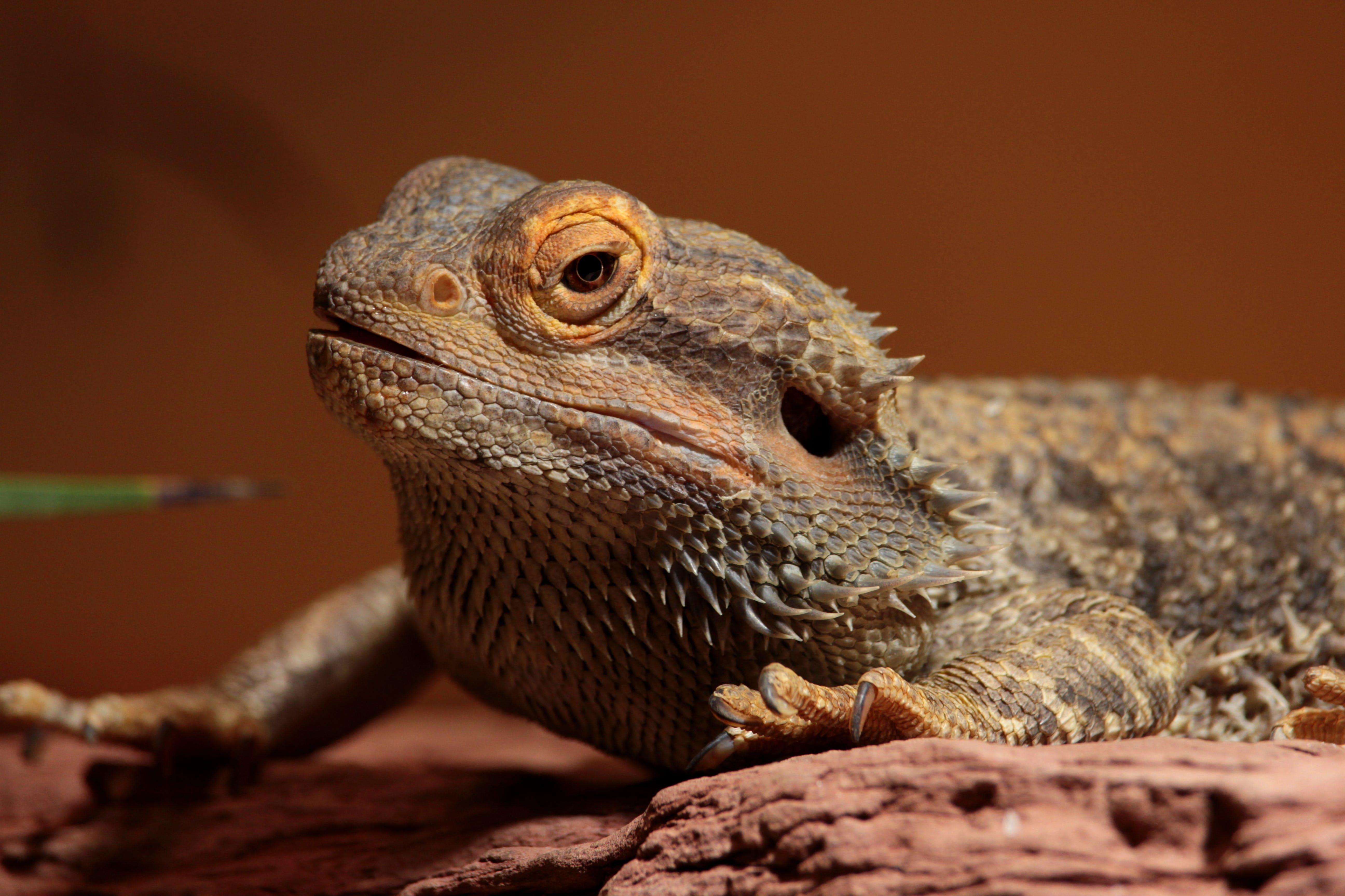 Can my bearded dragon get high 
